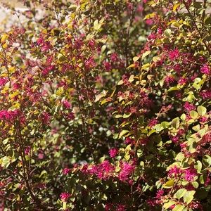 Meet your Posher, Joy